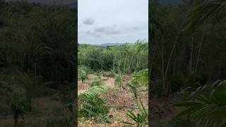 REPLANTING POHON KARET KE SAWIT🌴#sawit #kebunsawit #shortvideo