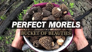 Perfect Quality Huge Wildfire Mushrooms | Harvesting & Drying