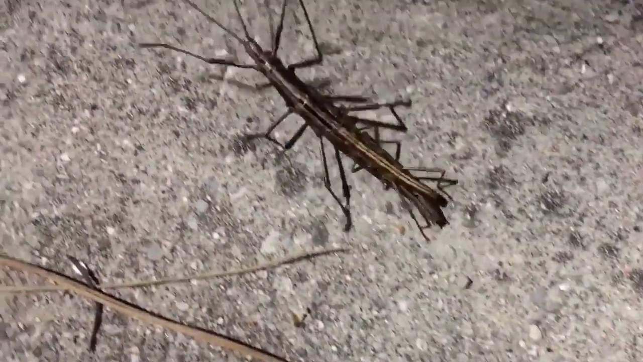 Big Stick Insects YouTube
