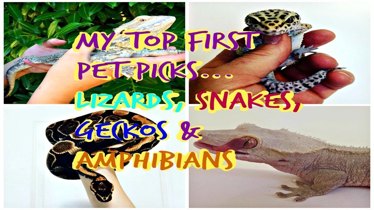video phone beyonce mp3 My pick of best beginner reptiles and amphibians