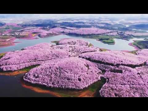 Spring turns China into sea of flowers
