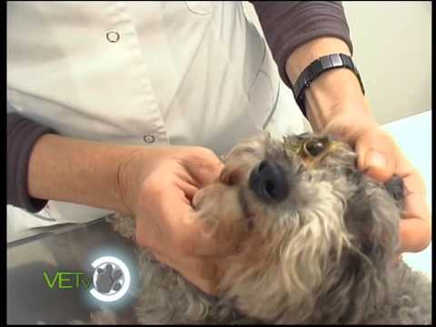 Queratitis seca y afecciones secundarias_Caso Clínico_VETv_27/07/14