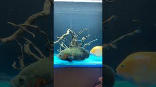 New gaint , Oscar and parrot new aquarium set up .#aquarium #fishtank #like #subscribe