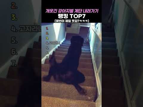 개웃긴 강아지별 계단 내려가기 TOP7 thumbnail