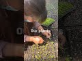Sharing of vegetable planting techniques #shorts #plants