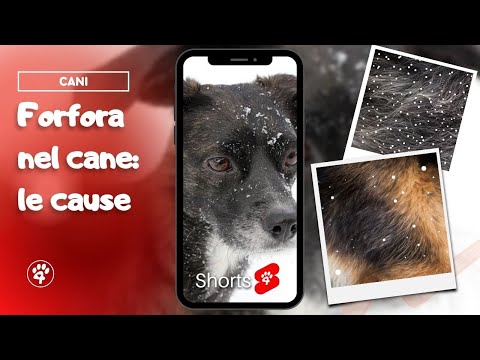 Video: Cosa fare per la forfora del cane?