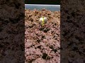 the amazing process from seed to seedling - farming - agriculture #shorts