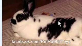 English Spot Rabbit ?  Rabbit Types Series