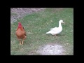 Balkan rooster loves a duck