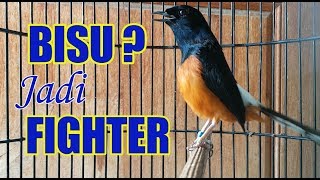 murai batu BISU ...??? Langsung NYAUT  FIGHTER , Awalnya SANTAI lanjut  NARUNG