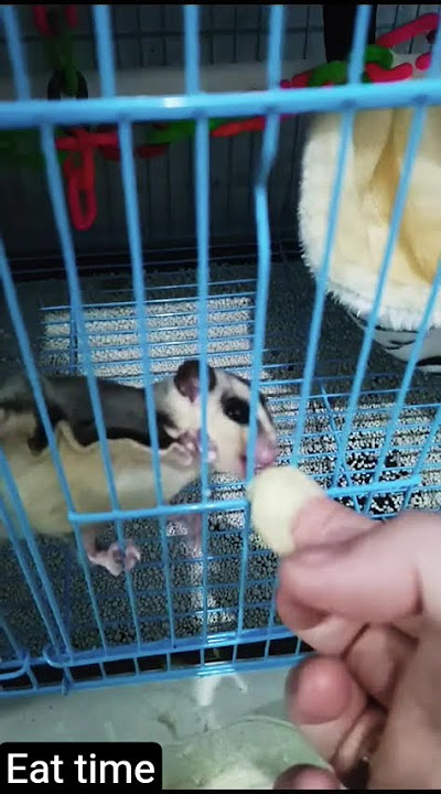 cara makan Sugar glider SG #cuteanimals #pets #cute list makanan cek deskripsi