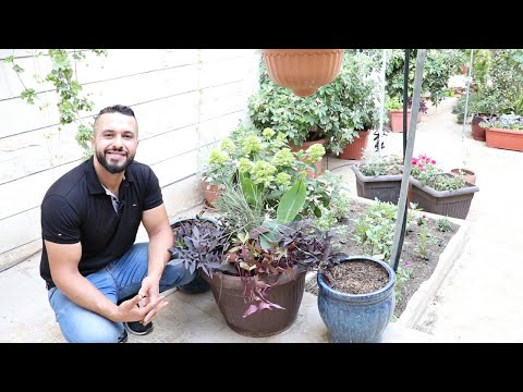 زراعة مجموعة من نباتات بطاطا الحلوة الزينة الايبوميا