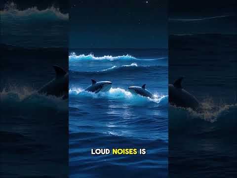 Earth's Loudest Animal