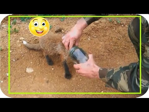 Thumbnail for So Touching !! ANIMAL ASKS for people's help