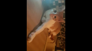 Mr Cat Pablo The Kittycat Rapper Boss Apored Numero Uno Cover