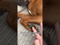 Protect Your Dog's Paws from Hot Weather #fy #fyp