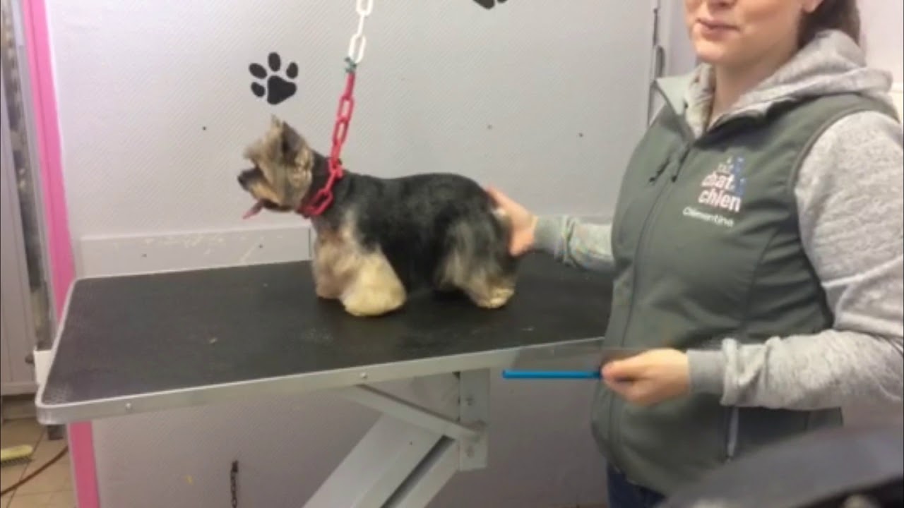 Tuto Toilettage La Coupe New Look Youtube