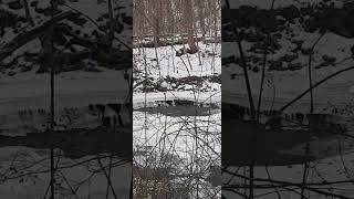 American Robin nature animals canada wildlife shortvideo ontario birds camera hiking