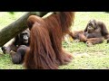 交尾を見学する２匹のオランウータン/ Orangutans staring at copulation