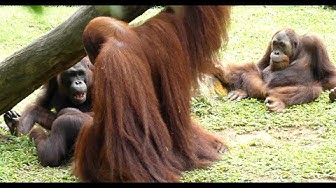 オランウータン Youtube オランウータン Youtube