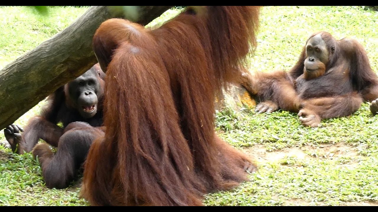 交尾を見学する２匹のオランウータン Orangutans Staring At Copulation Youtube