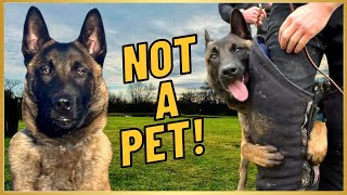 MALINOIS ARE NOT PETS! Here's Why... by Andy Krueger Dog Training  9,672 views 3 months ago 2 minutes, 56 seconds