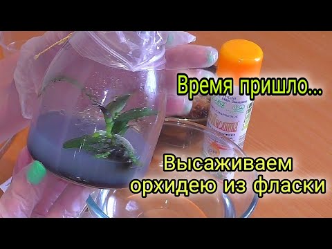 🥰 Я родился! Орхидея созданная моими руками 👍  Высадка из фласки.