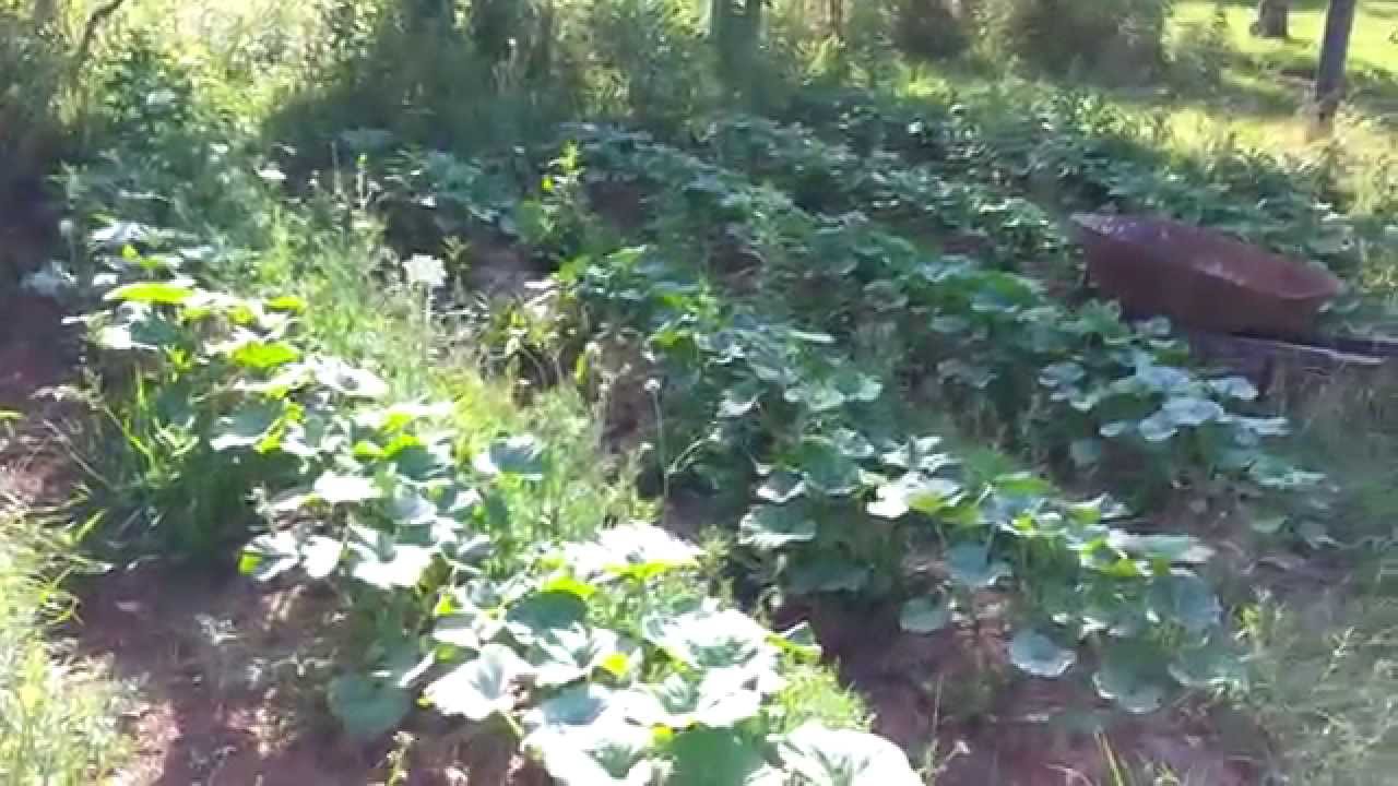 Cherokee Pumpkin Patch A Local Ancient Heirloom YouTube