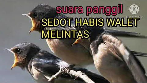 SUARA PANGGIL BURUNG WALET|ANDALAN PARA JURAGAN WALET