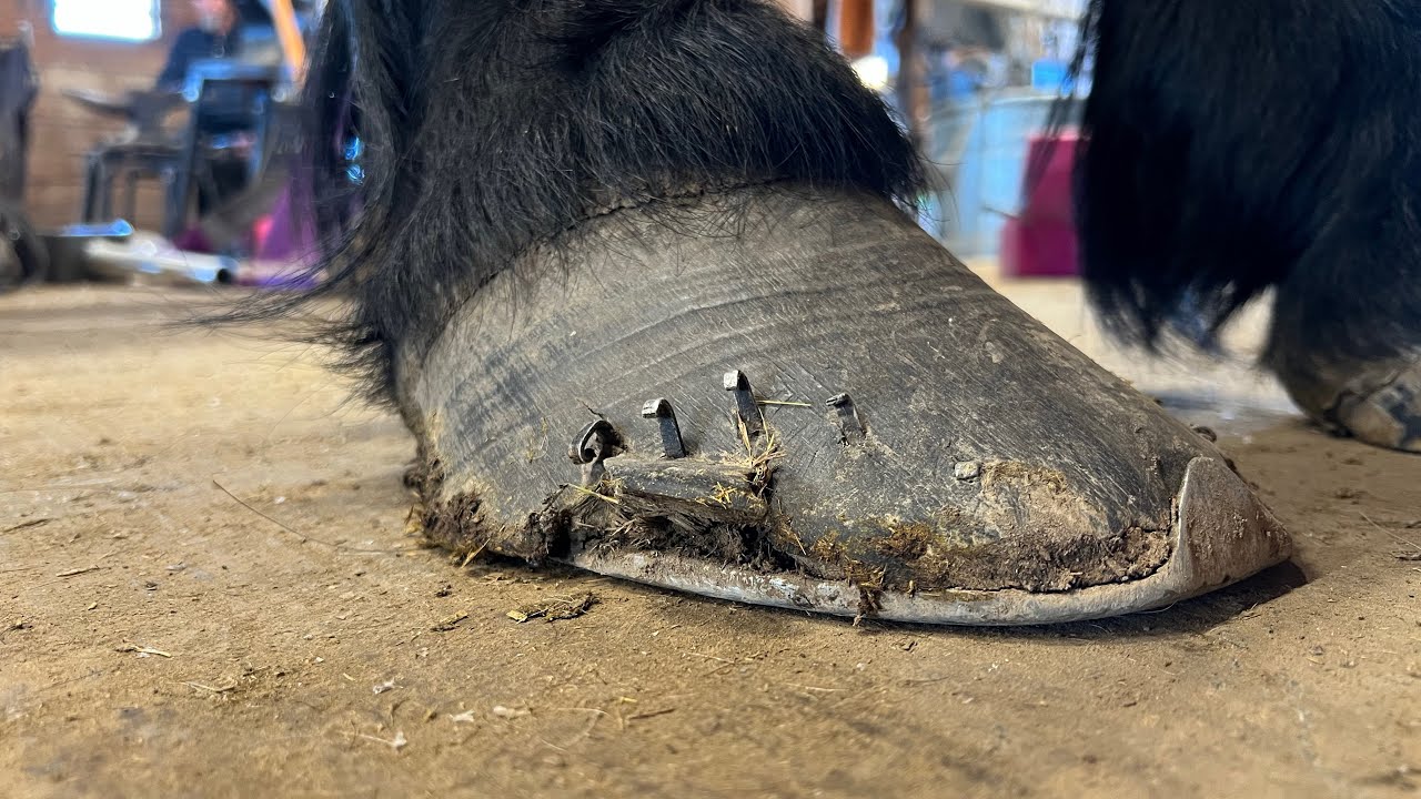 OVERGROWN DRAFT HORSE gets New Shoes 