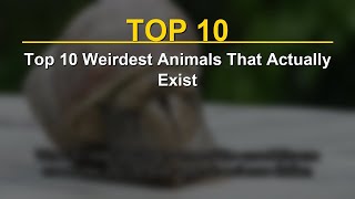 Top 10 Weirdest Animals That Actually Exist