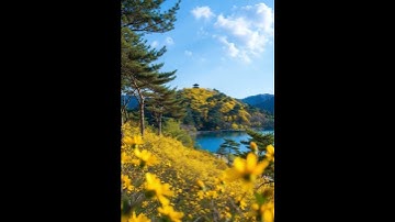 #nature #beautifulplaces #relaxingvideo #flowerfields #springvibes #shorts #travel #viral #video