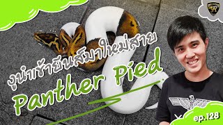 งูบอลยีนส์ใหม่สาย Panther Pied 2022 EP.2【 EP.128 | 4K 】#realityballpython