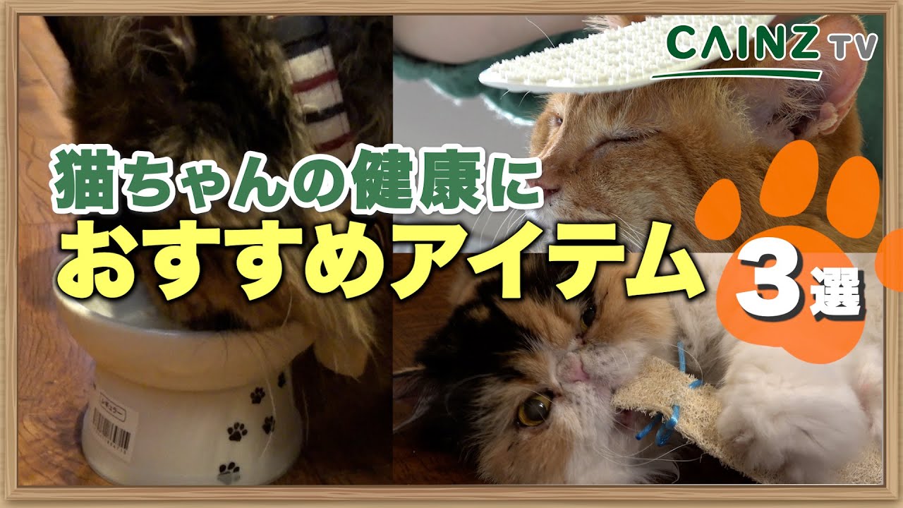 Cat Health] Packed with Love for Your Kitty! Top 3 Must-Have Items