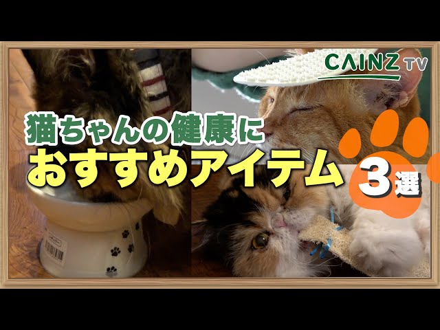 猫の健康】猫ちゃん愛がたっぷり詰まってる！迷わず選びたいアイテム3
