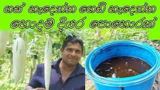 kabanika diyara pohora කාබනික දියර පොහොර Home gardening ගෙවතු වගාව Organic liquid fertilizer