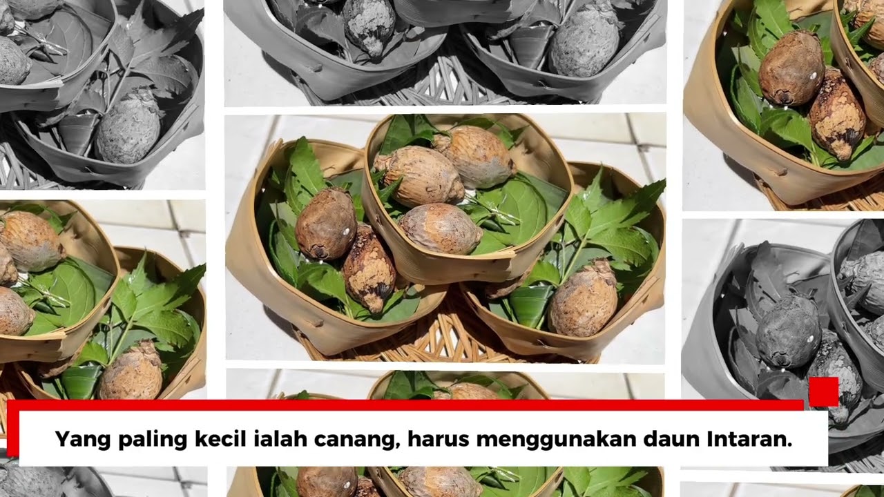DESA JULAH - Daun Intaran Ciri Khas Desa Julah 
