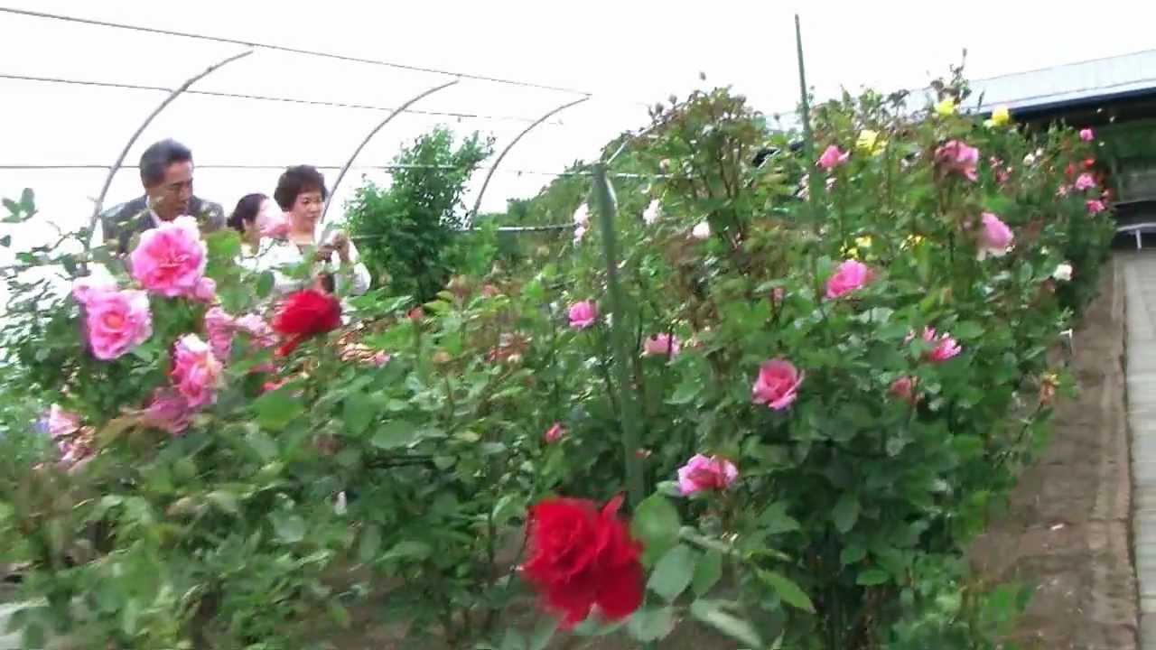 ちざきバラ園 Chizaki Rosegarden Youtube