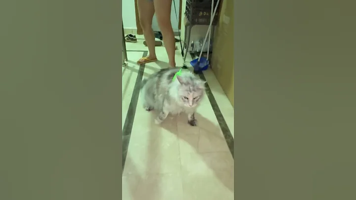 Watch the video about #mainecoon #mainecooncat #cutecat #petvideo #catshorts