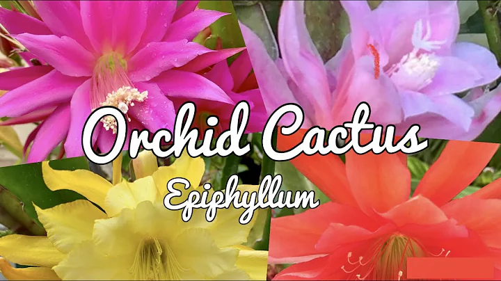 Orchid Cactus - Epiphyllum - Blooming - DayDayNews