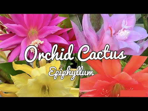 Orchid Cactus - Epiphyllum - Blooming