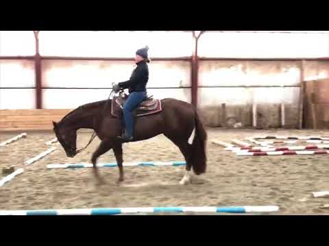 FOR SALE: Lean Machine, 2013 APHA Sor/Ov Gelding-Trail