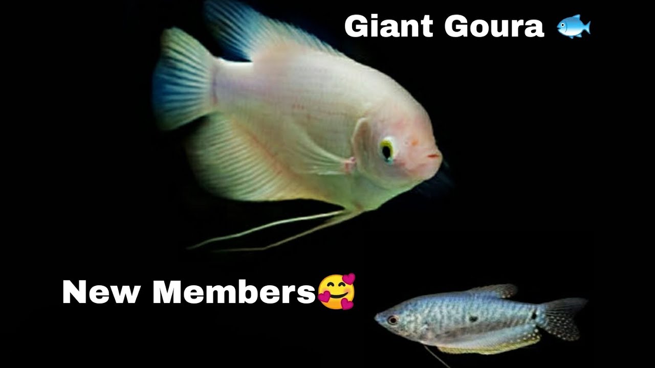 Goraa Fish New Aquarium fishes to our aqua world🐟 |Giant Goura and Aquarium ...