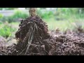  Arbor Image Tree Care - Root Rot Oklahoma