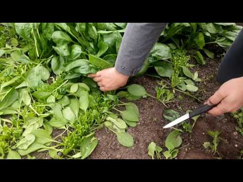 Video: Malabar Spinazie Oogsten - Wanneer Malabar Spinazie In De Tuin Plukken