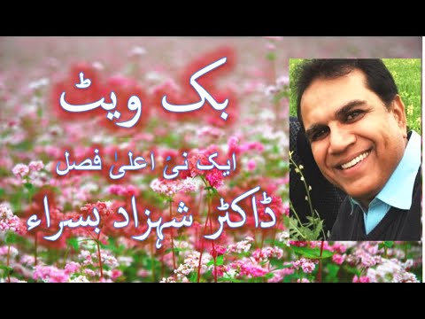  بک ویٹ یا جنگلی گندم     