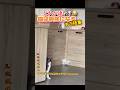 一個目やばいwww #おもしろ動画 #おもしろ #面白集 #funny #ねこ #ねこおもしろ動画
