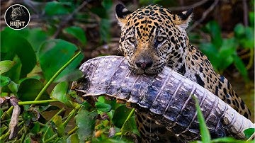 Jaguar’s Reign: Secrets of the Amazon’s Deadliest Predators | Animal Documentary