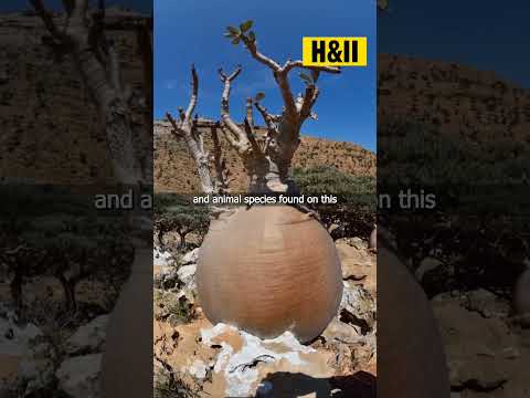 Socotra Island#shorts#viral🥀History & Islamic insights