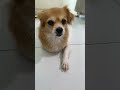 Full Video Link Below KokoniDaily PuppySnuggles KokoniLife LittleKokoni PuppyJoy KokoniVibes Full Video Link Below KokoniDaily PuppySnuggles KokoniLife LittleKokoni PuppyJoy KokoniVibes